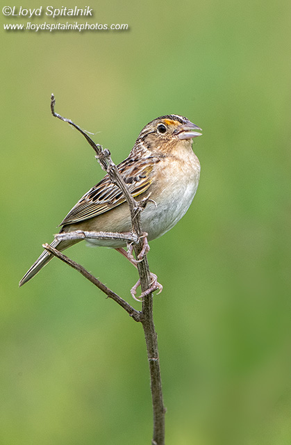 Grasshopper Sparrow