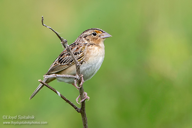 Grasshopper Sparrow