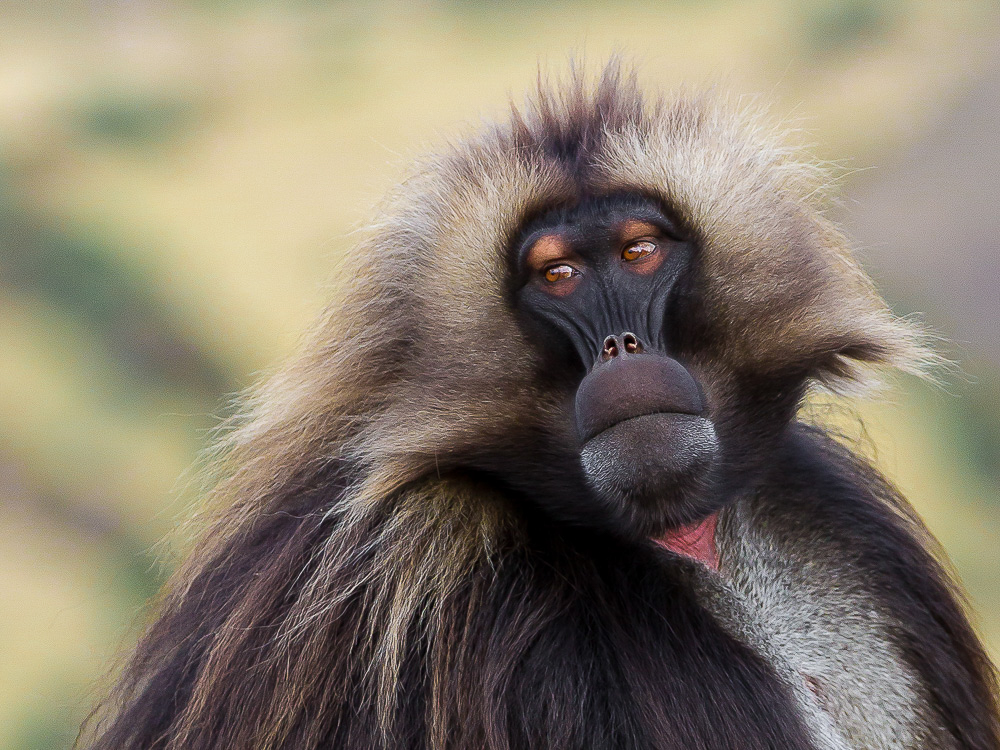 gelada (m.)<br><i>(Theropithecus gelada)</i>