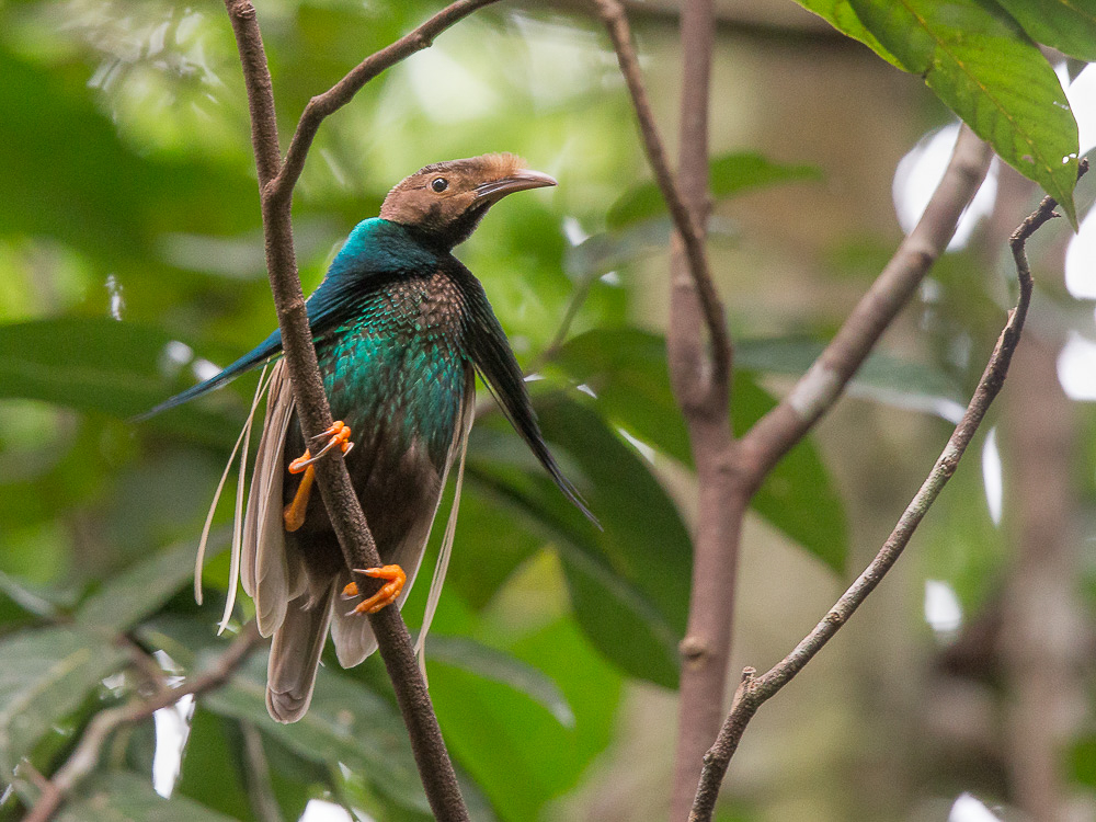 standardwing bird-of-paradise<br><i>(Semioptera wallacii)</i>