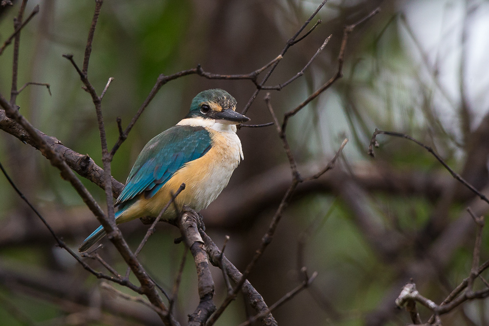 sacred kingfisher<br><i>(Todiramphus sanctus)</i>
