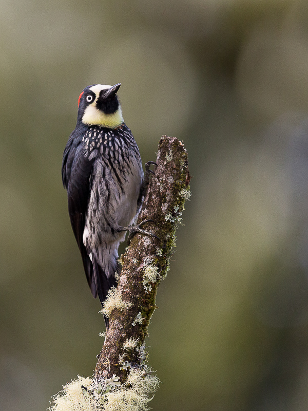 acorn woodpecker (f.)<br><i>(Melanerpes formicivorus)</i>