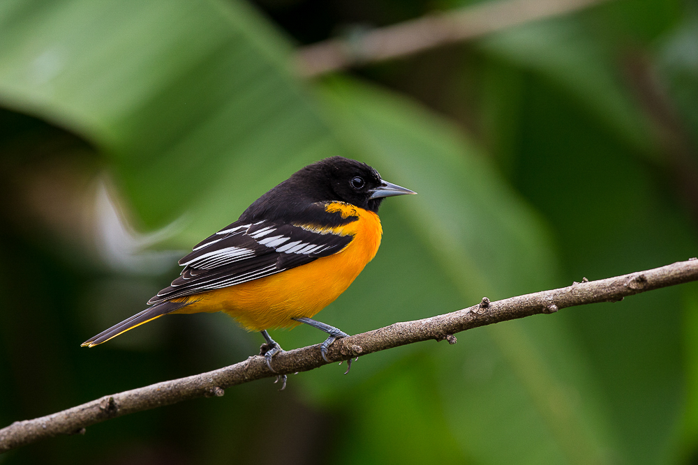 baltimore oriole<br><i>(Icterus galbula)</i>