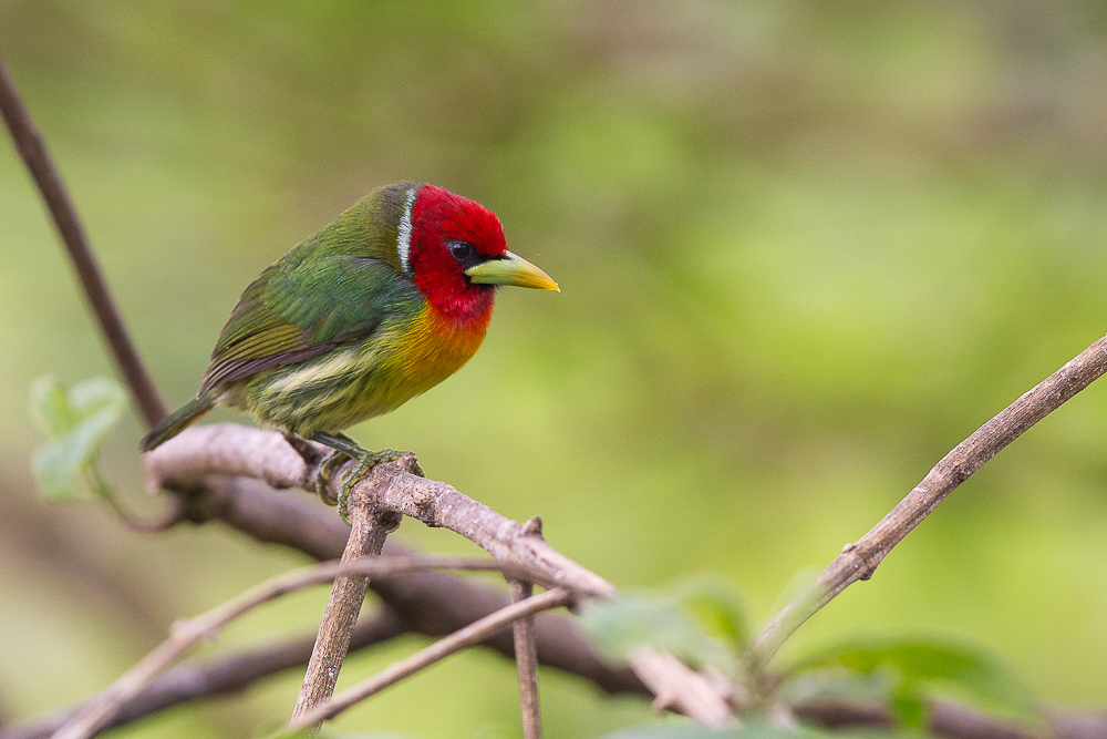 red-headed barbet<br><i>(Eubucco bourcierii)</i>