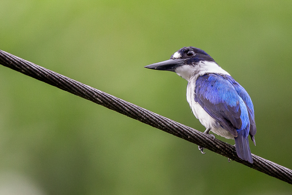 blue-and-white kingfisher<br><i>(Todiramphus diops, NL: Noord-Molukse ijsvogel)</i>