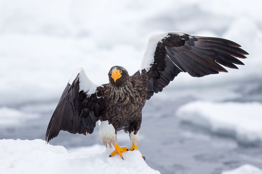 Stellers Sea-eagle<br><i>(Haliaeetus pelagicus)</i>
