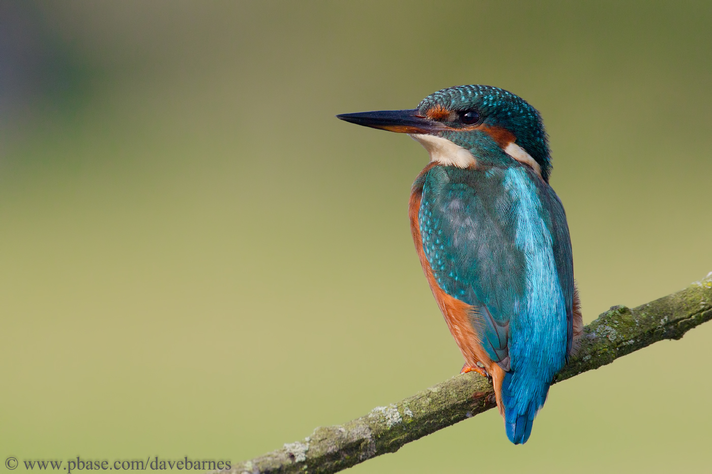 Common Kingfisher (Alcedo atthis)