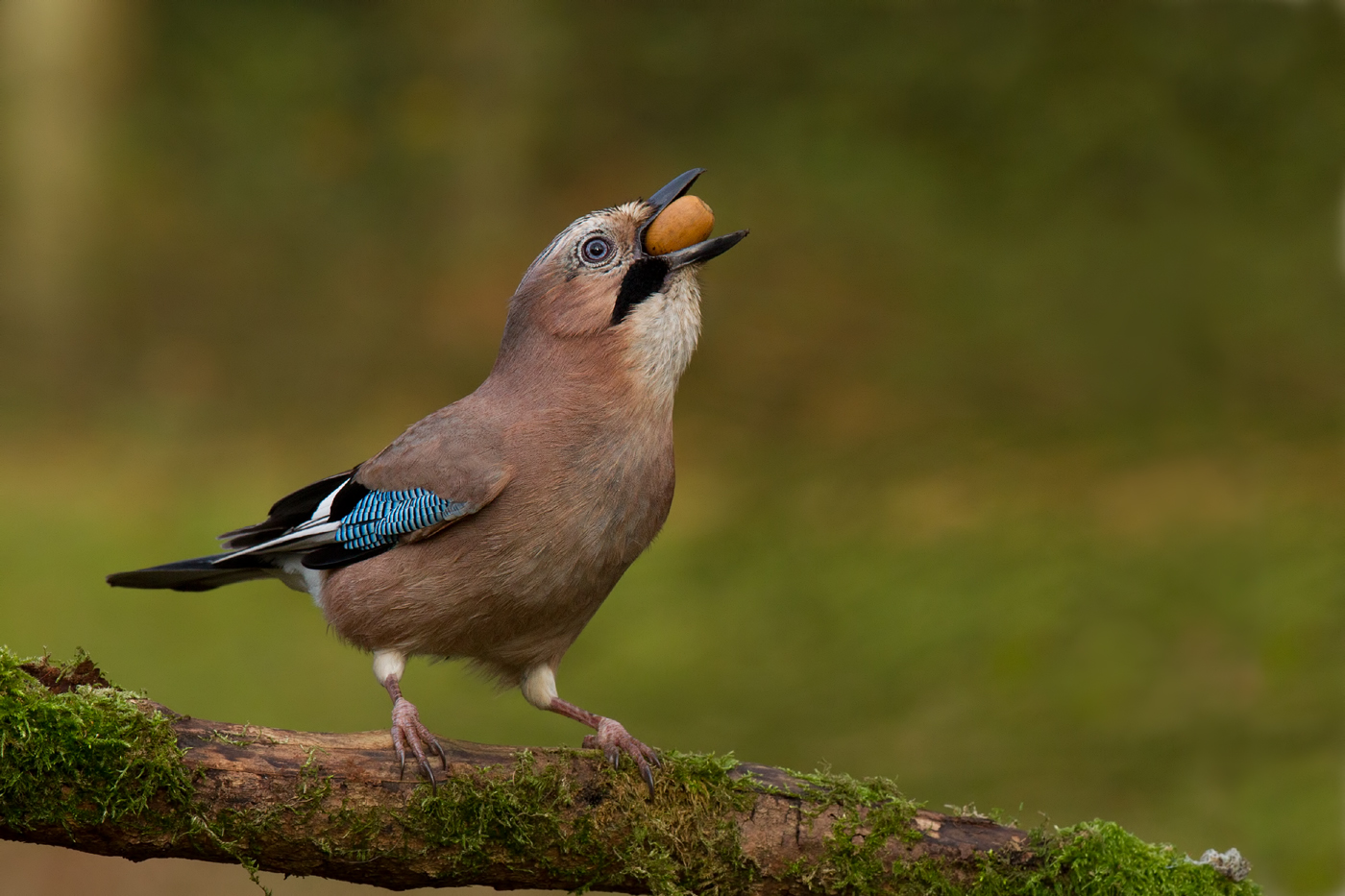 Eurasian Jay (Garrulus glandarius)