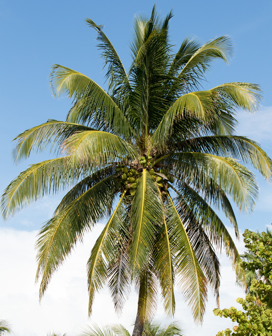 Belize D171007 177 www.jpg