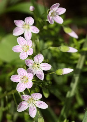 Virginia Spring Beauty (Claytonia virginica)