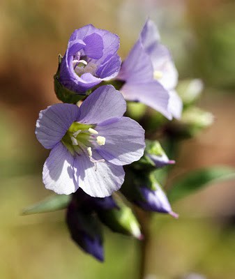Greek Valerian (Polemonium reptans)