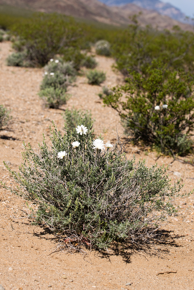 Desert Chicory (Rafinequia neomexicana)