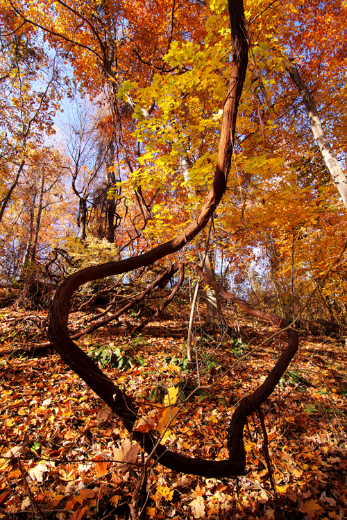 Robin Hill Park