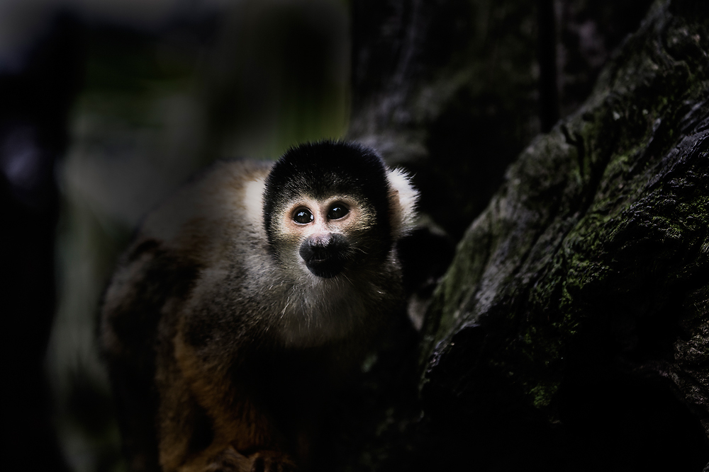 Squirrel monkey 
