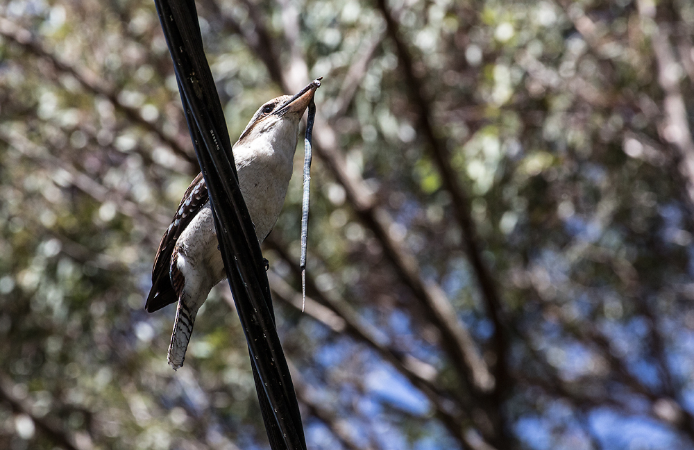 Kookaburra with snake 