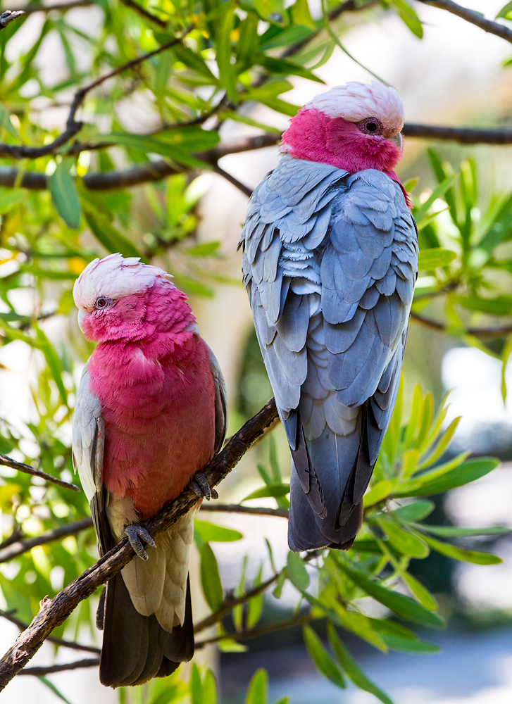 Pair of galahs in protea 