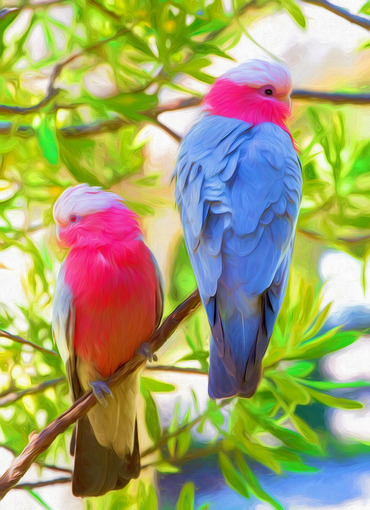 Galahs (using Swirly strokes Topaz)