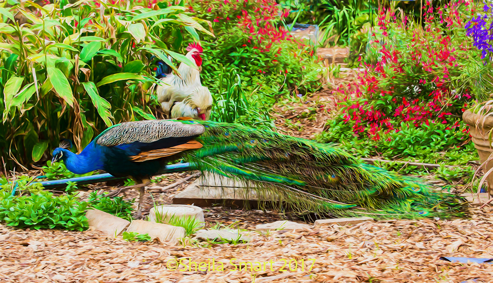 Peacock and chooks oil painting 