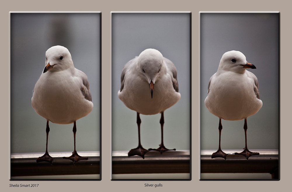 A triptych of three silver gulls