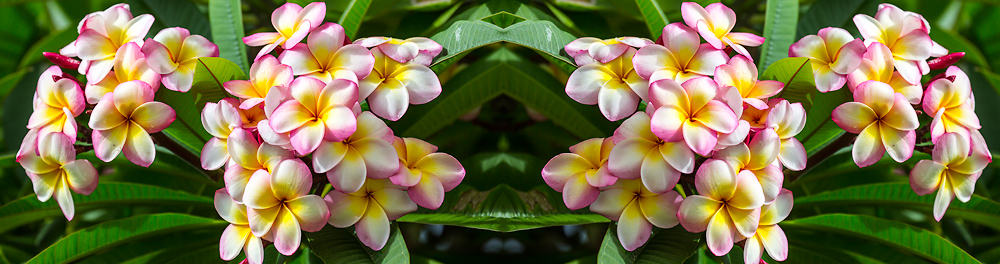 Pink frangipani splashback 