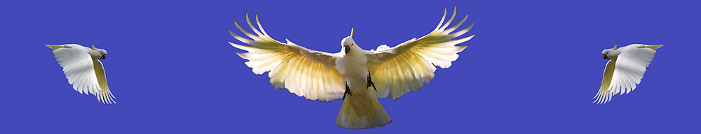 Sulphur crested cockatoo in flight for splashback.