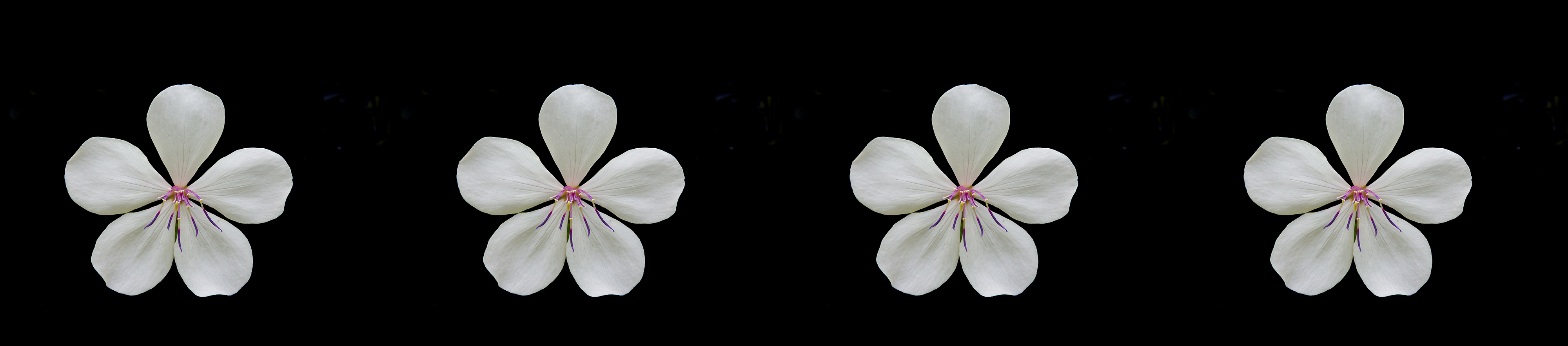 Four white flowers with black background splashback 