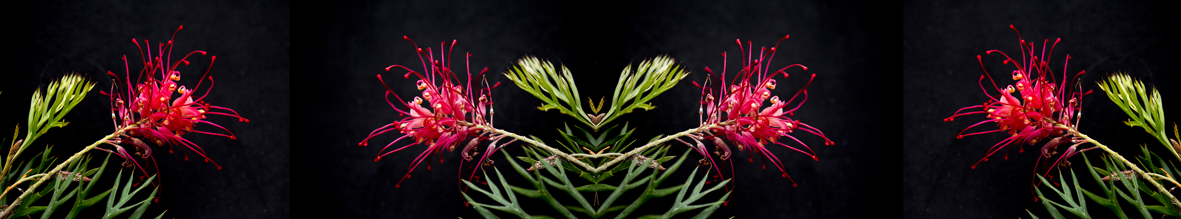 Bottlebrush for splashback 