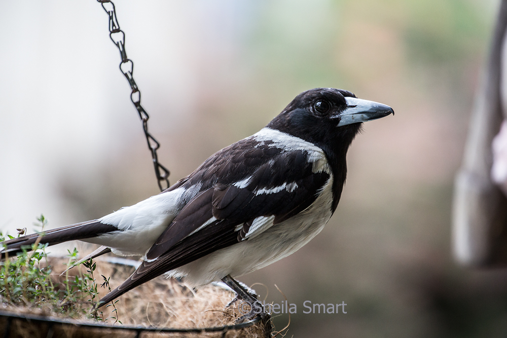 Pied butcherbird