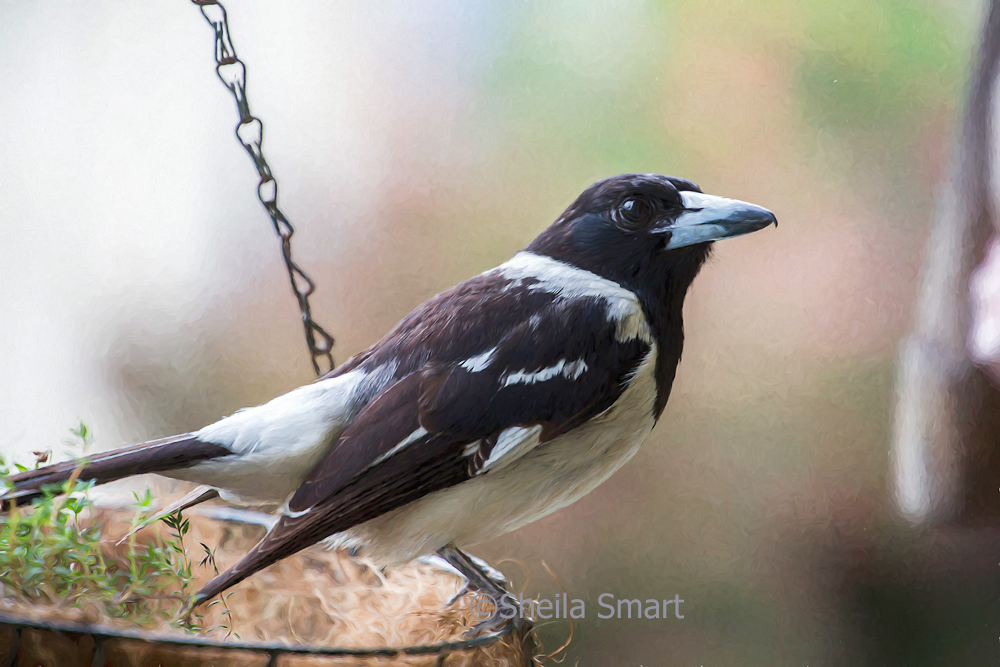 Pied butcherbird digital oil painting