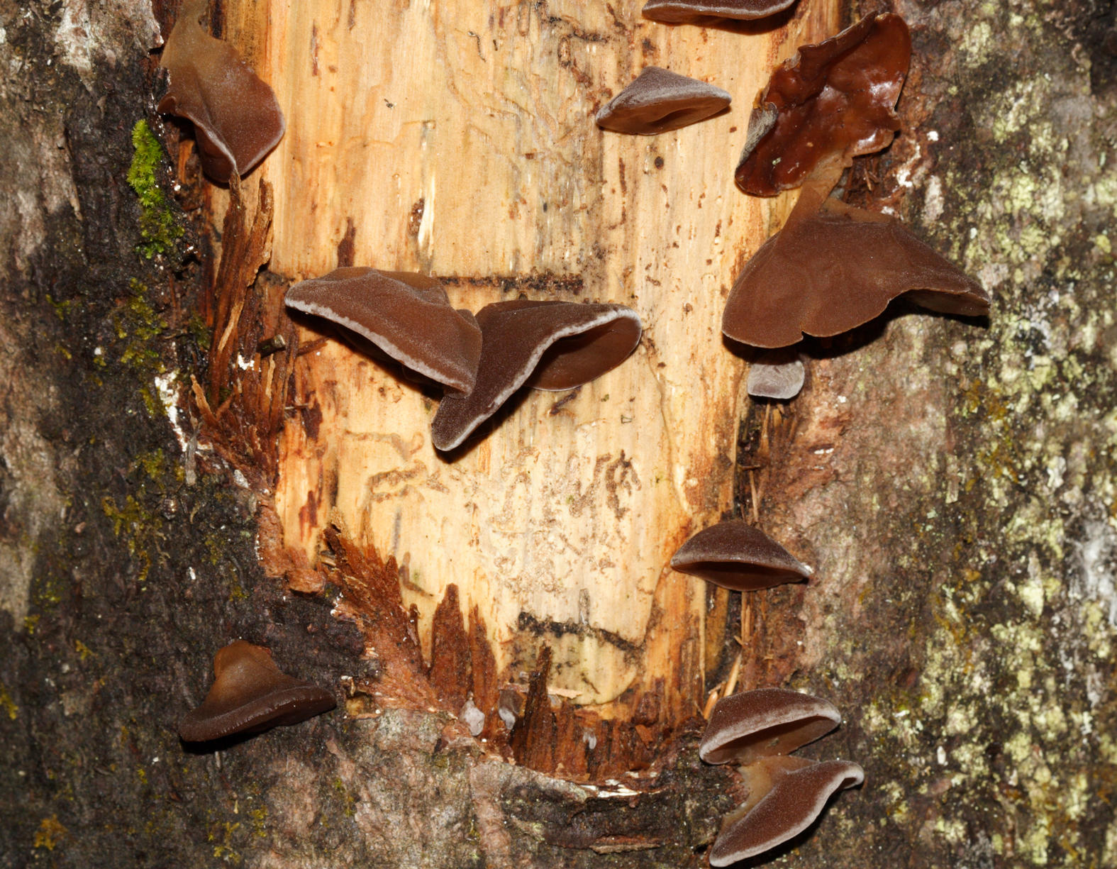 Wood Ear Fungi - Auricularia sp.