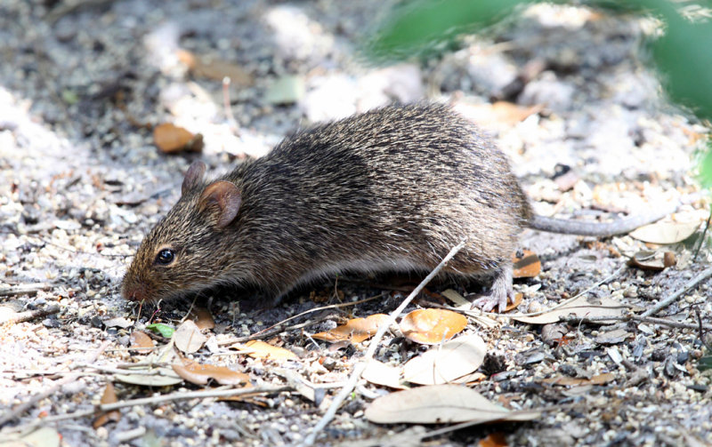 Hispid Cotton Rat - Sigmodon hispidus