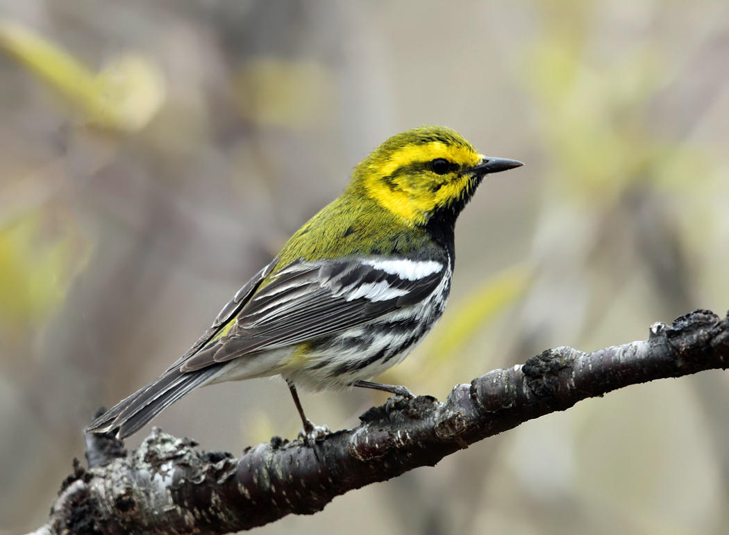 Black-throated Green Warbler - Setophaga virens 