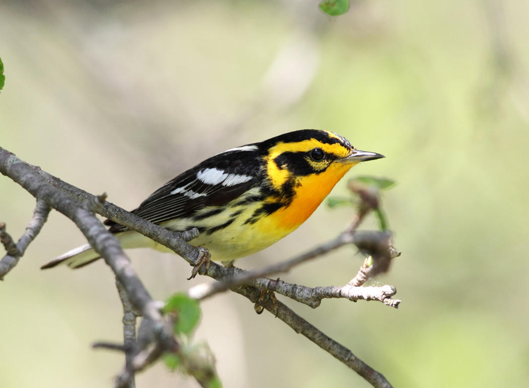 Blackburnian Warbler - Setophaga fusca