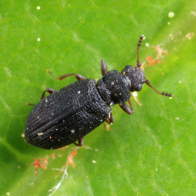 Enicmus aterrimus