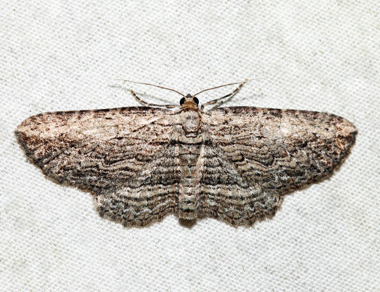 7445 - Brown Bark Carpet Moth - Horisme intestinata
