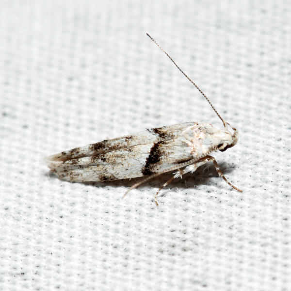 1851  Stripe-backed Moth  Arogalea cristifasciella