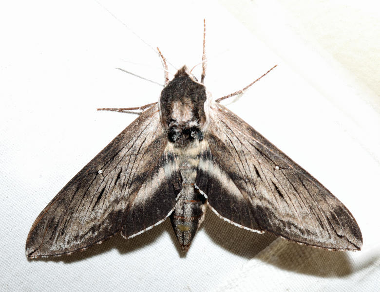 7810  Apple Sphinx  Sphinx gordius