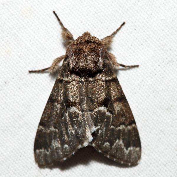 9182 - Eastern Panthea - Panthea furcilla (melanistic)