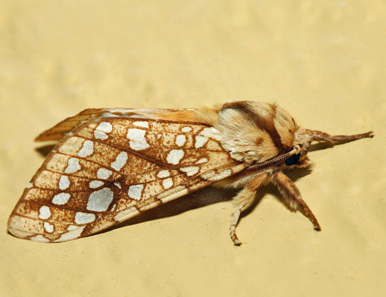 8211 - Hickory Tussock Moth - Lophocampa caryae