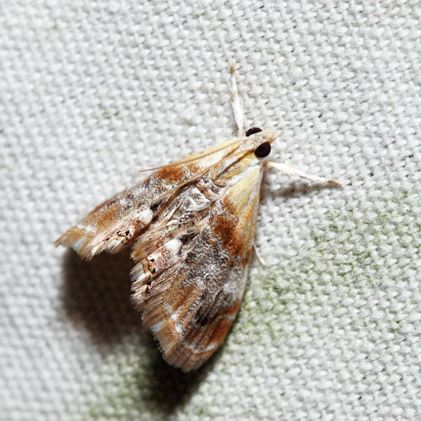 4889 - Julias Dicymolomia Moth - Dicymolomia julianalis