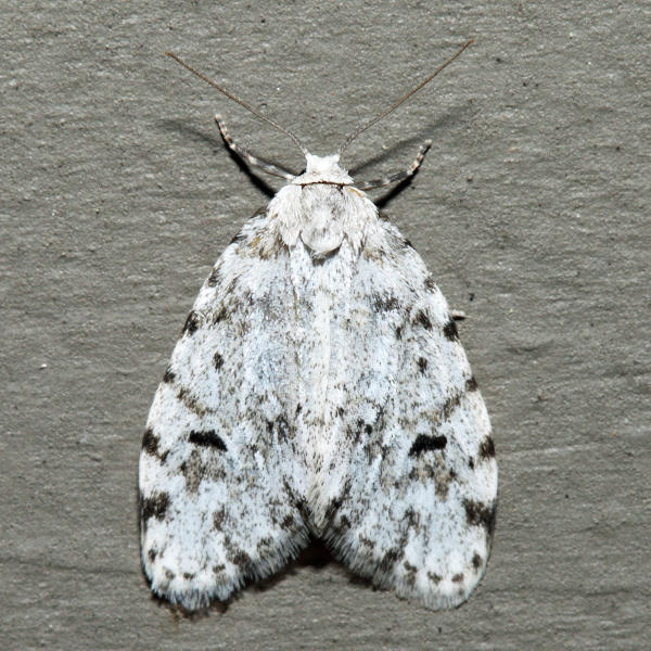8098 - Small White Lichen Moth - Clemensia albata