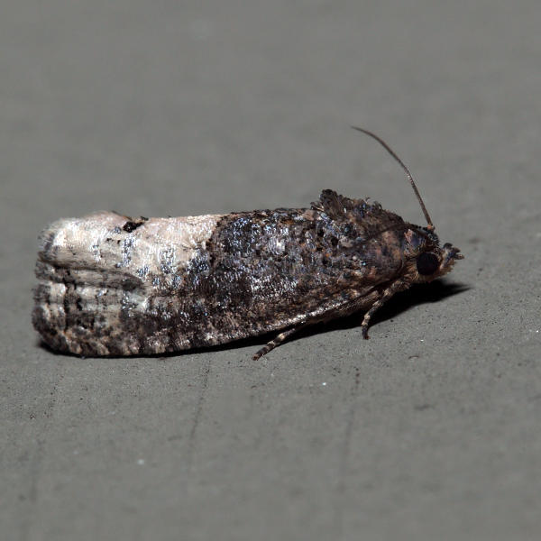 3497 - Locust Twig Borer - Ecdytolopha insiticiana
