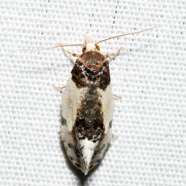 3796 - Henricus edwardsiana