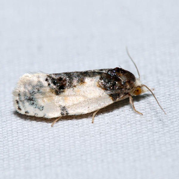 3796 - Henricus edwardsiana