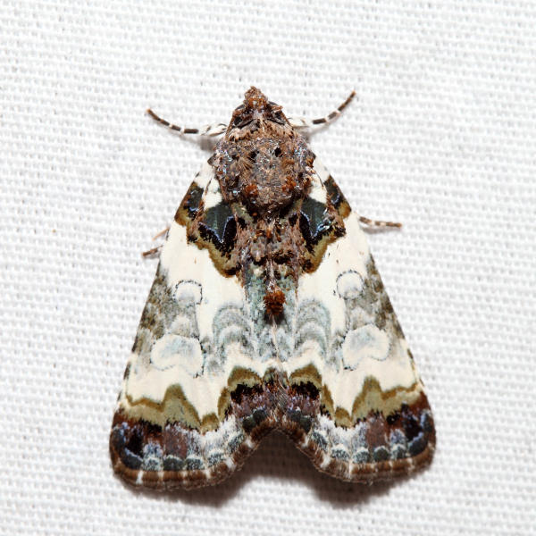 9062 - Tufted Bird-Dropping Moth - Cerma cerintha