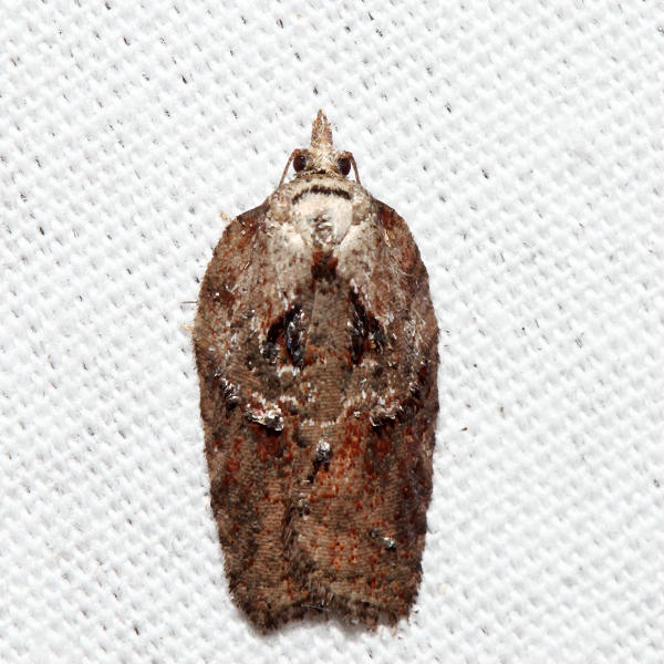 3536  Robinsons Acleris  Acleris robinsoniana