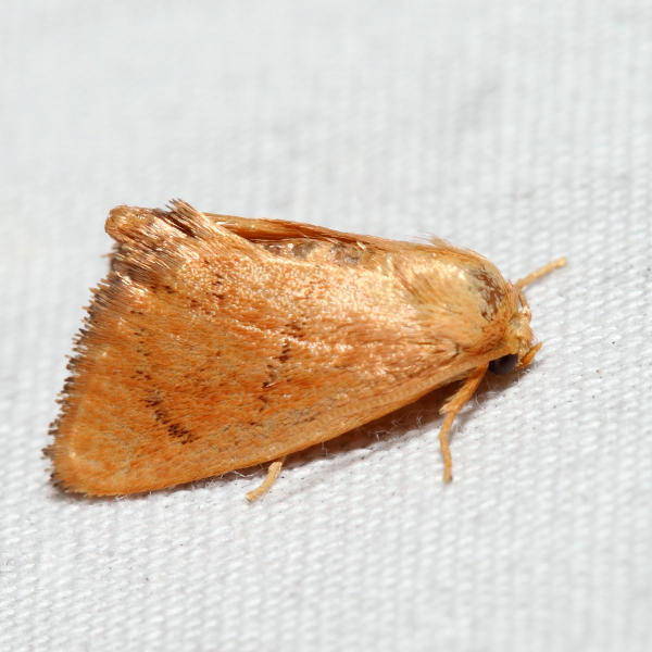 4653  Red-crossed Button Slug Moth  Tortricidia pallida