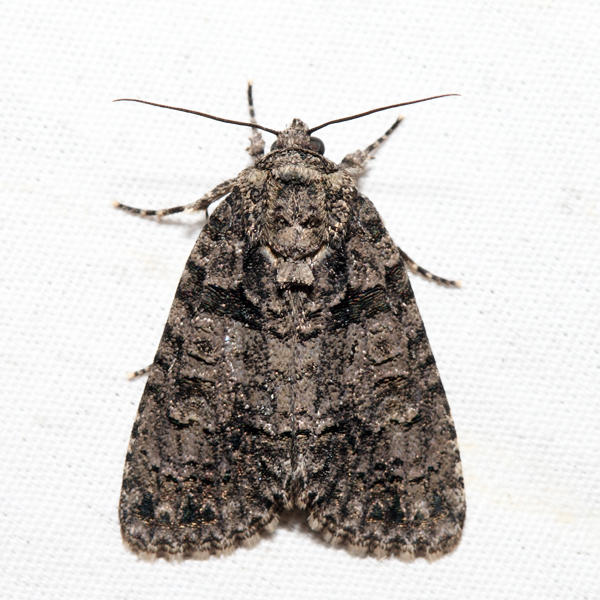  9247  Acronicta tristis