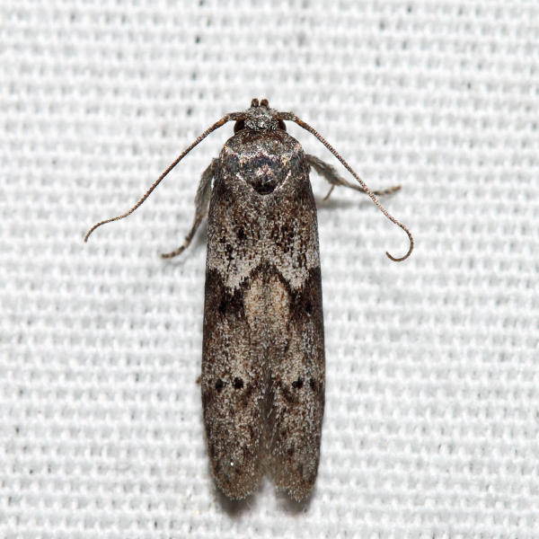 1162  Acorn Moth  Blastobasis glandulella