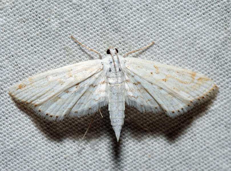 4764  Watermilfoil Leafcutter Moth  Parapoynx allionealis